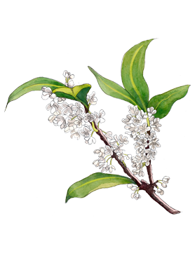 Osmanthus Blossom heart note of Jo Malone London Nashi Blossom Cologne in a botanical drawing