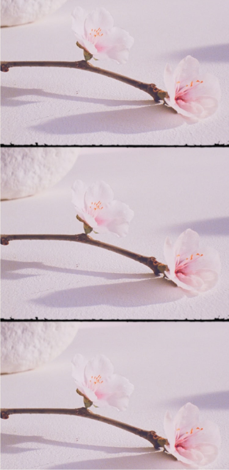ネイト・ジョルジオ、【CHERRY BLOSSOM LOVE】 Sakura Cherry Blossom | Jo Malone London
