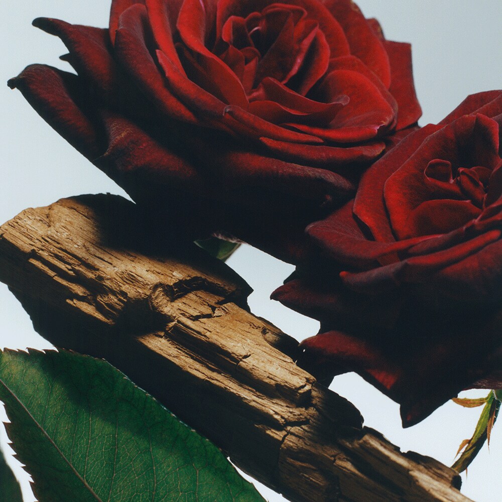malone velvet rose & oud